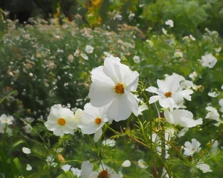 Le jardin blanc